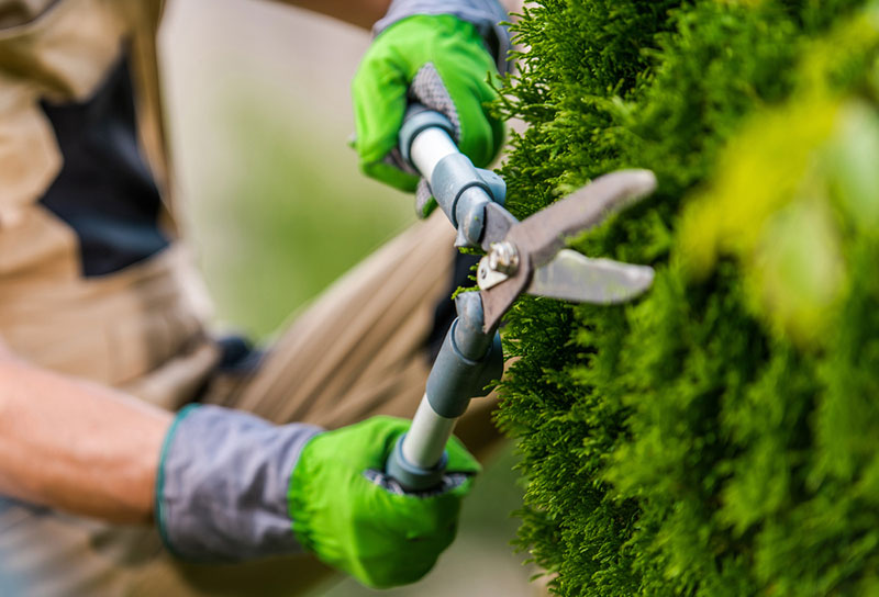 Jardinier Paysagiste en train de tailler des haies et arbustes à Beauchamp
