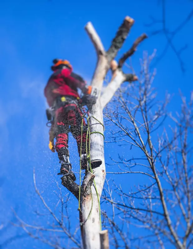 Besoin de faire abattre un arbre dans le Val-d'Oise - Contactez Richy Paysage