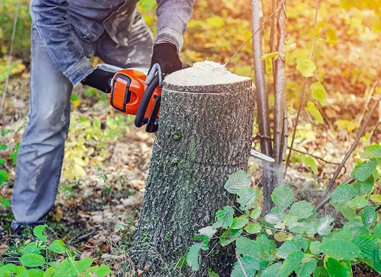 Abattage d'arbres dans le Val-d'Oise 95 et dans toute l'Ile-de-France