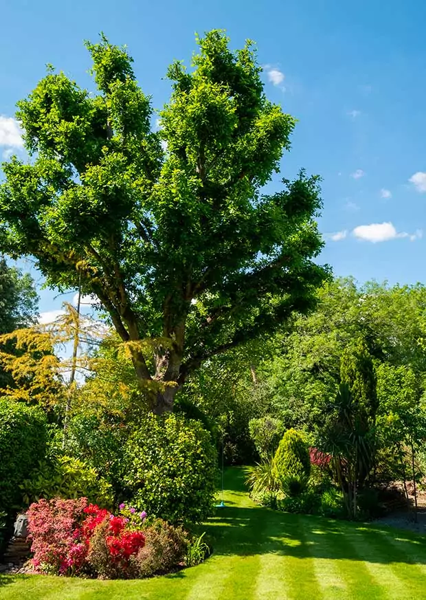 Entreprise spécialisée en Petit élagage en douceur des arbres dans le Val-d'Oise (95)