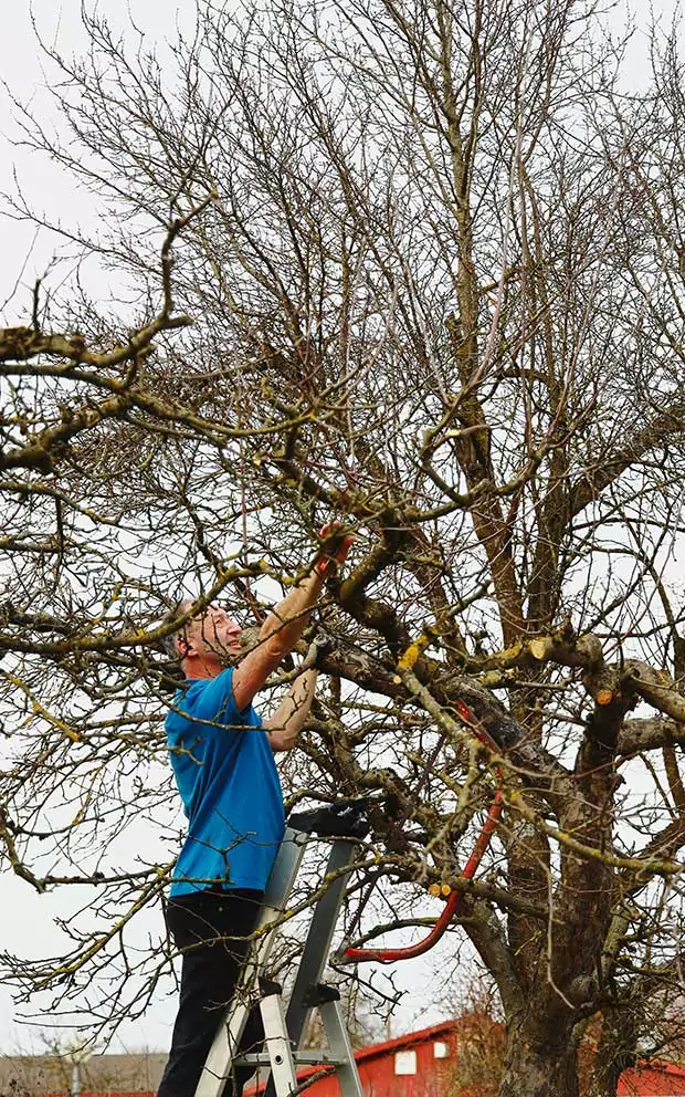 Petit élagage, abattage, dessouchage dans le Val-d'Oise