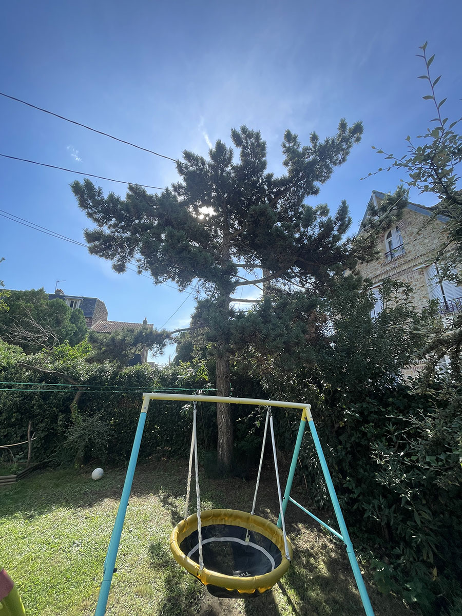 Devis abattage arbres Val d'Oise image 5