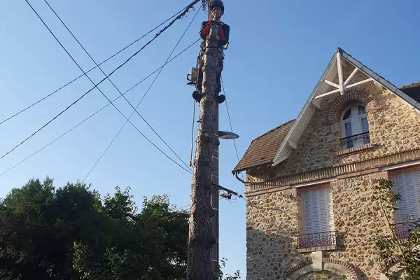 Devis abattage arbres Val d'Oise image 3