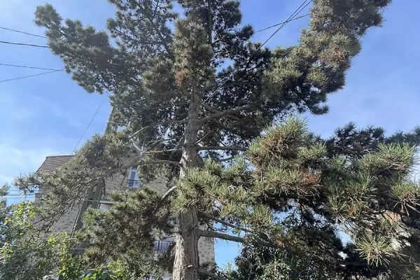 Devis abattage arbres Val d'Oise image 4