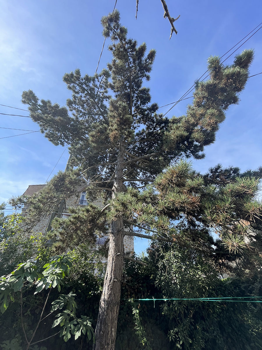 Devis abattage arbres Val d'Oise image 4