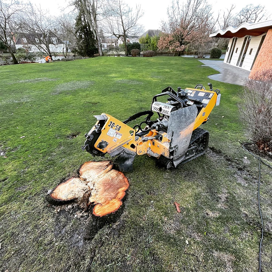 Entreprise dessouchage arbres image 2