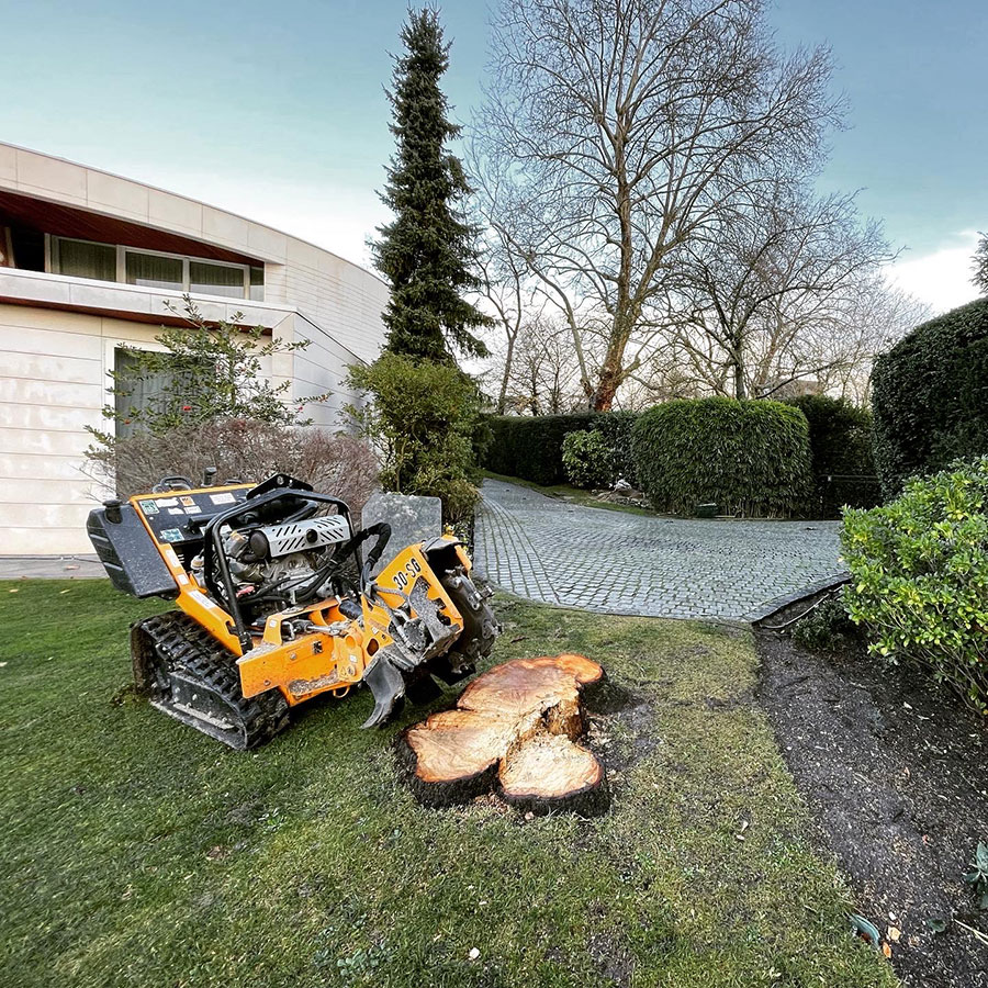 Entreprise dessouchage arbres image 3