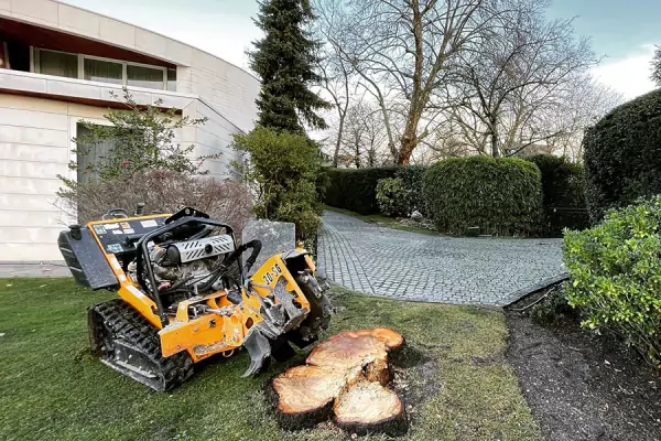 Entreprise dessouchage arbres image 3