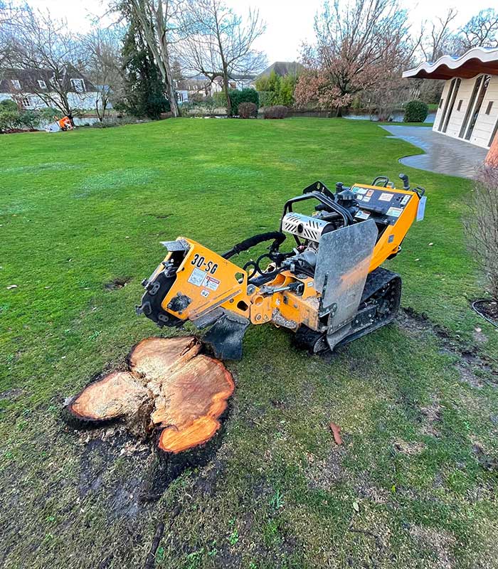 Dessouchage d'arbres dans le Val d'Oise 95 image 2