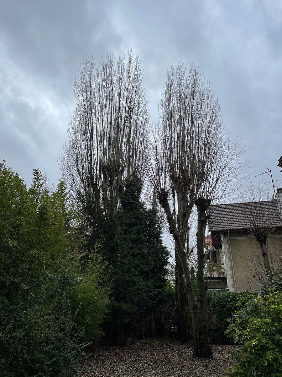 &Eacute;lagage abattage &agrave; Enghien-les-Bains image 3