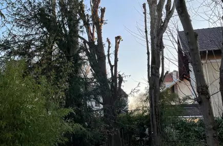 Richy Paysage Élagage dans le Val d'Oise 95