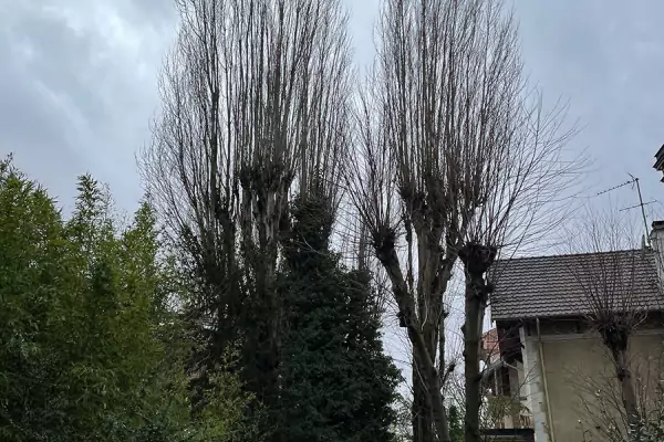 Élagage abattage à Enghien-les-Bains image 3