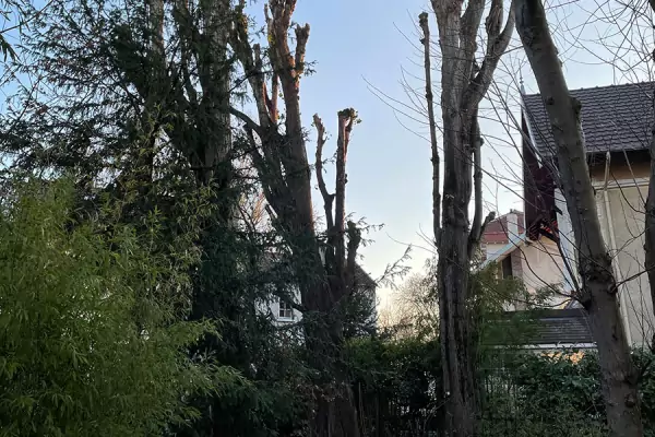 Élagage abattage à Enghien-les-Bains image 2