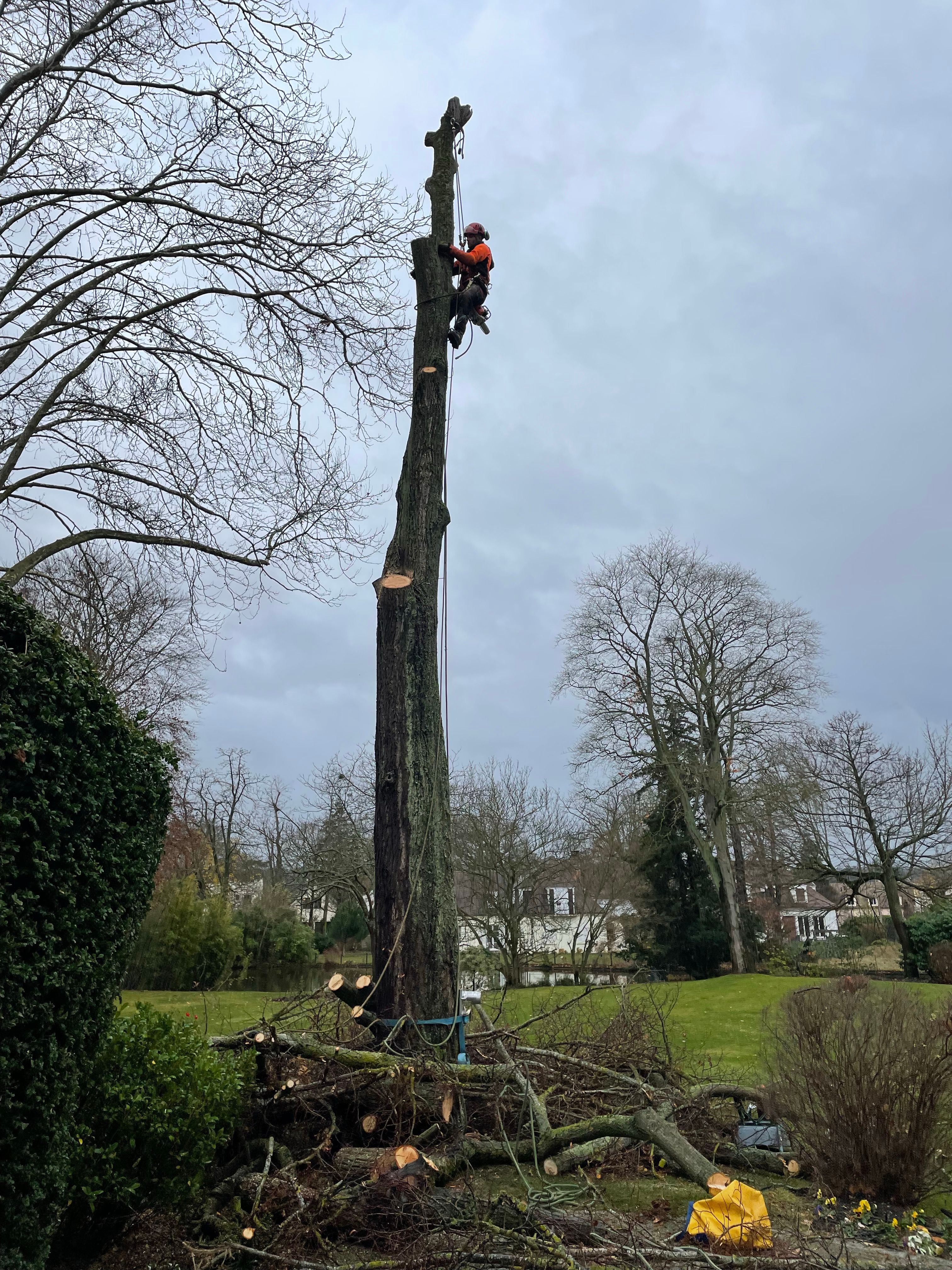 Travaux d'élagage d'un arbre en hauteur par une équipe d'élagueurs professionnels dans le 95