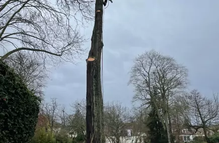 Élagage dans le Val-d'Oise (95)