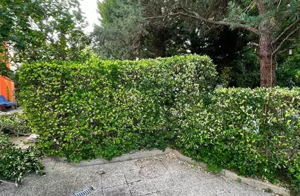 Devis taille de haie dans le Val-d'Oise (95)
