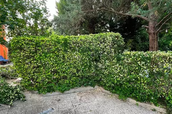 Tailles de haies et arbustes dans le 95 image 4